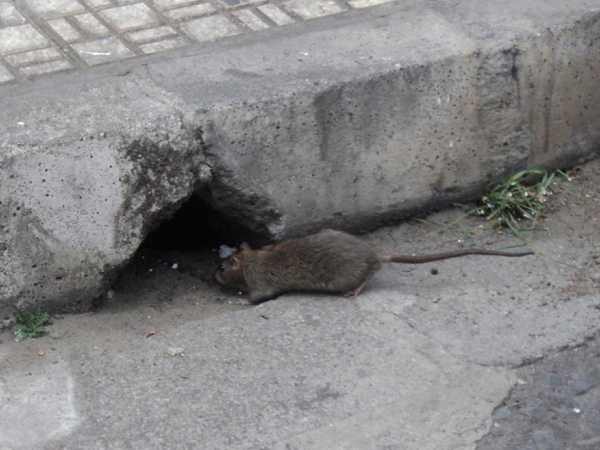 Foto cedida por UPYD Alcalá