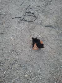 Foto cedida por PSOE SMV