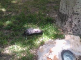 Foto cedida por PP San Fernando