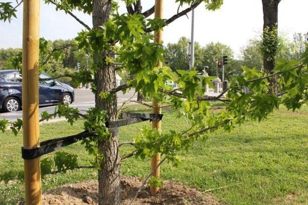 Foto cedida por Ayuntamiento de Madrid