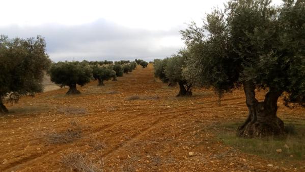Foto cedida por Ayuntamiento de Perales